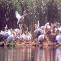 Резерватът Сребърна