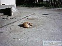 Куче в Калипетрово