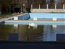 Лебед в басейна на Хотел Дръстър