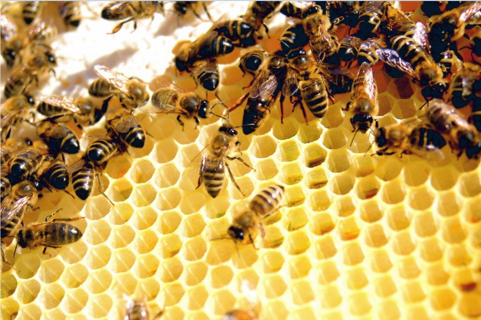 Пчелни семейства (кошери) 25 + инвентар