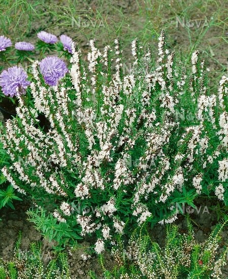 Предлага разсад бял хизоп hyssopus officinalis Albus